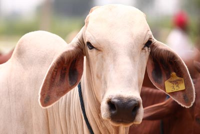 Indian Cow Breed Improvement