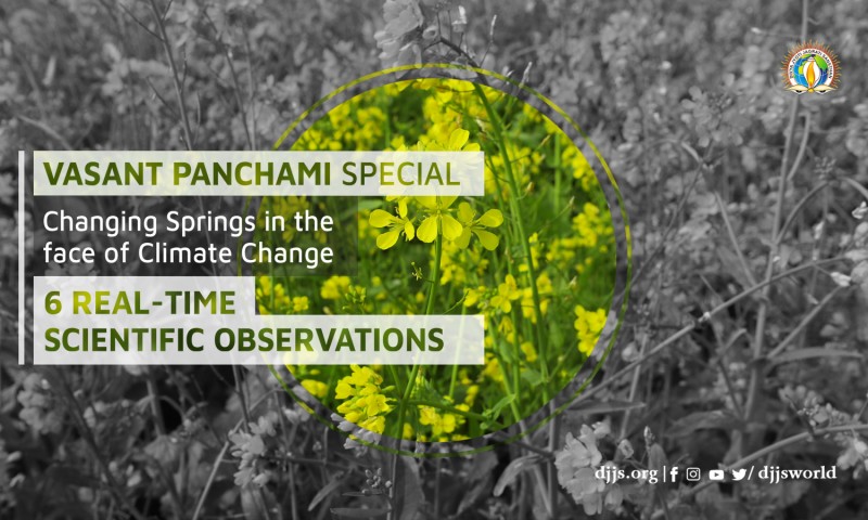 VASANT PANCHAMI Special: Changing Springs in the Face of Climate Change djjs blog