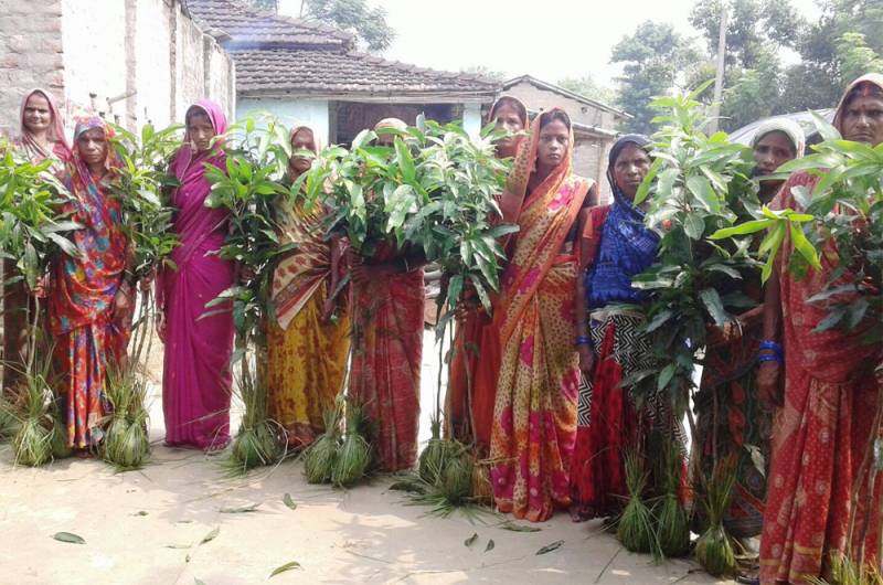 Mango sapling distribution in Villages Lakshminia and Bhelwa, Bihar