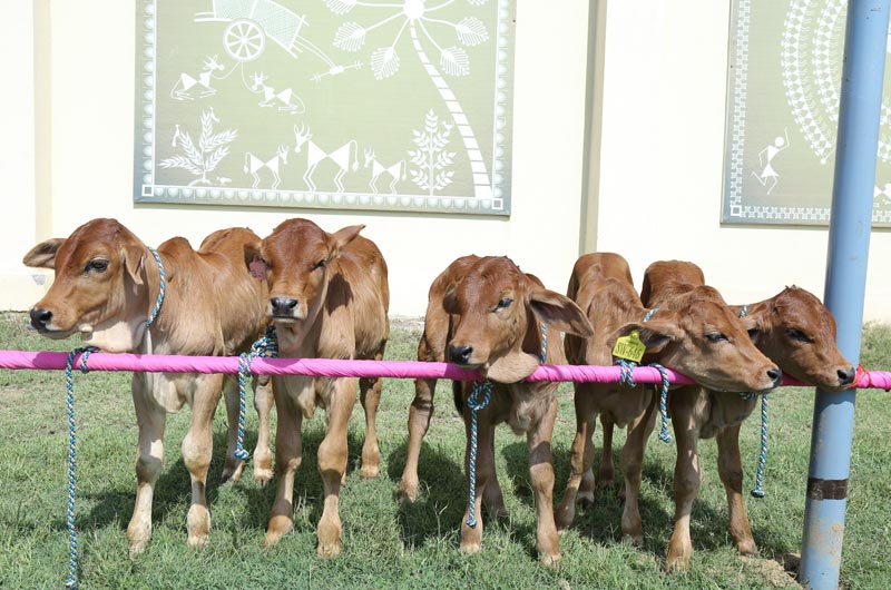 Harbinger of Good Times, Birth of Sahiwal Breed of Cows in Kamdhenu Gaushala, Punjab
