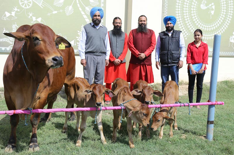 Harbinger of Good Times, Birth of Sahiwal Breed of Cows in Kamdhenu Gaushala, Punjab