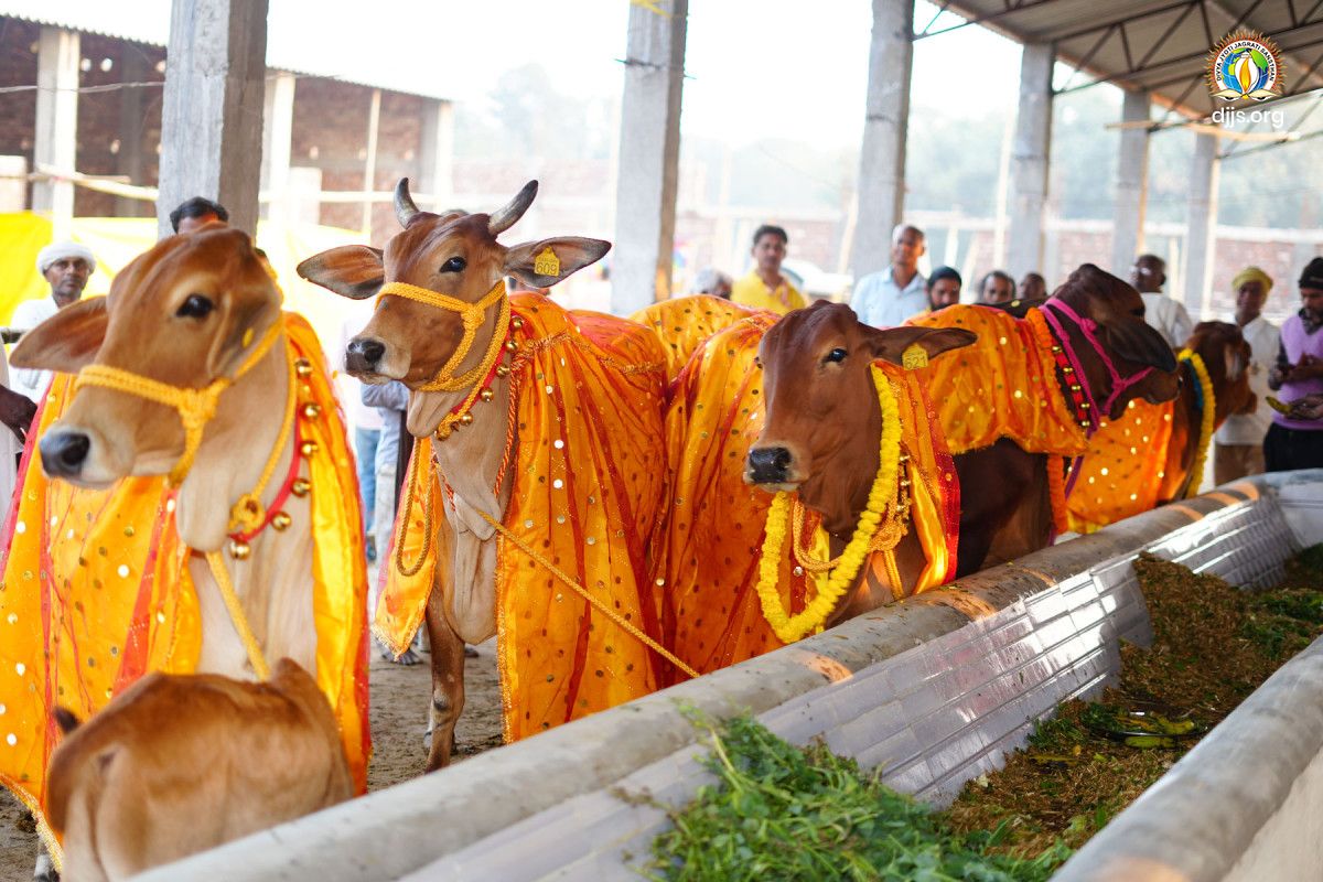 Inauguration of Kamdhenu Gaushala at Saharsa, Bihar, revived the sacred Gau sanskriti under the divine illumination of eternal wisdom